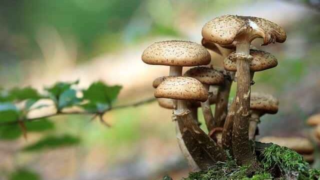 Can Cats Eat Baby Bella Mushrooms