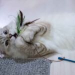 Why do cats lick plastic bags
