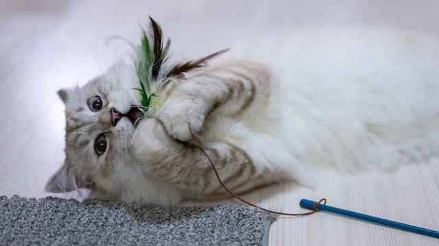 Why do cats lick plastic bags