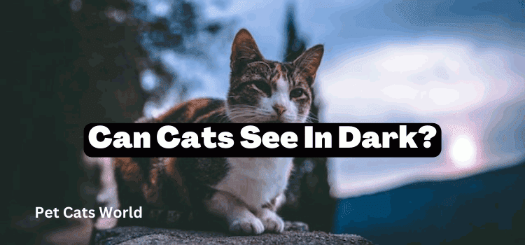 can cats see in the dark