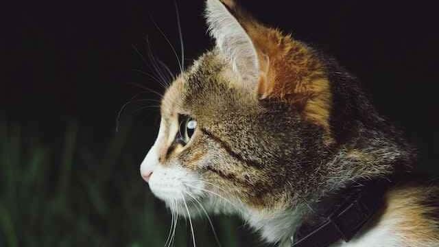 can cats see in the dark