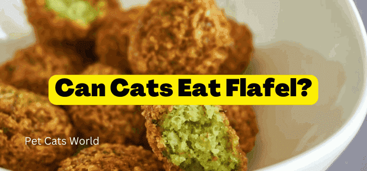 Can Cats Eat Falafel