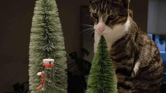 Can Cats Eat Watermelon