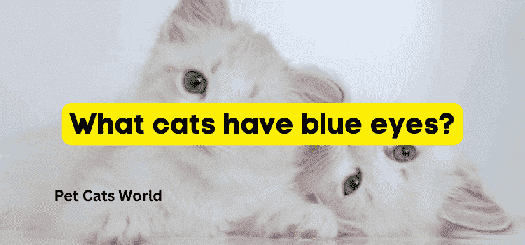 What cats have blue eyes