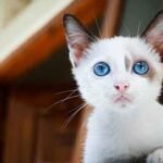 What cats have blue eyes