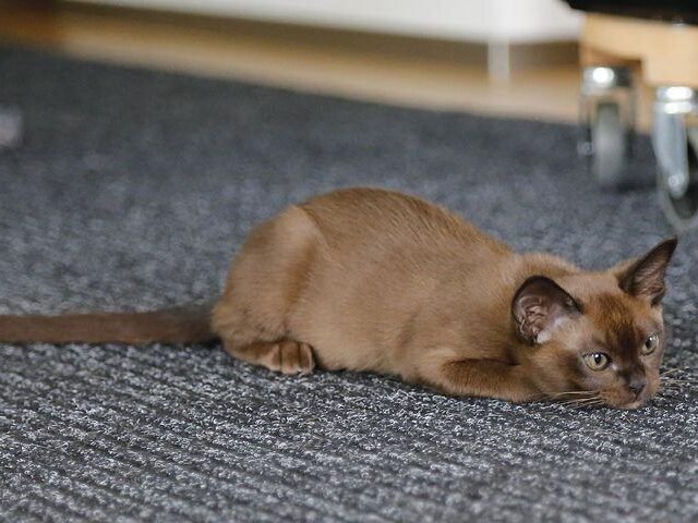 Will cats keep snakes away