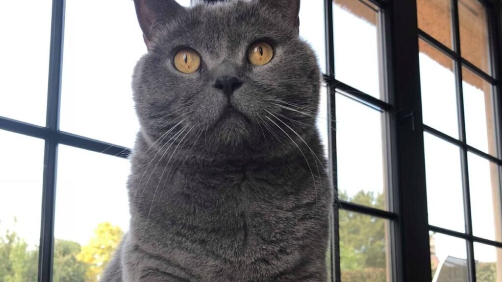 Will cats overeat