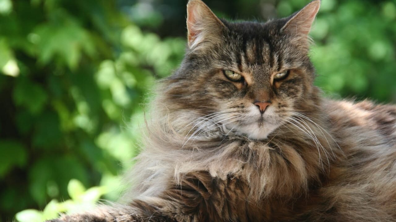 7 gorgeous cute cat breeds