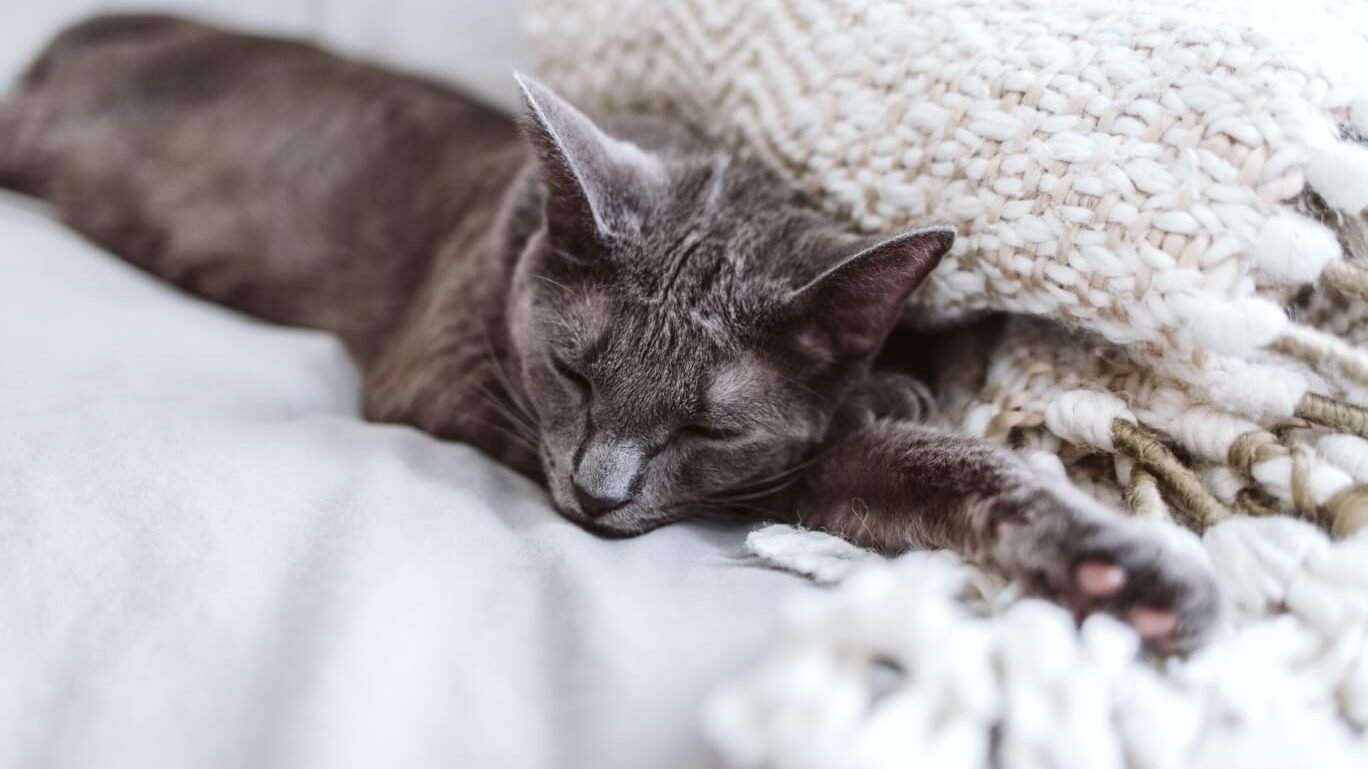 Grey Cat breeds
