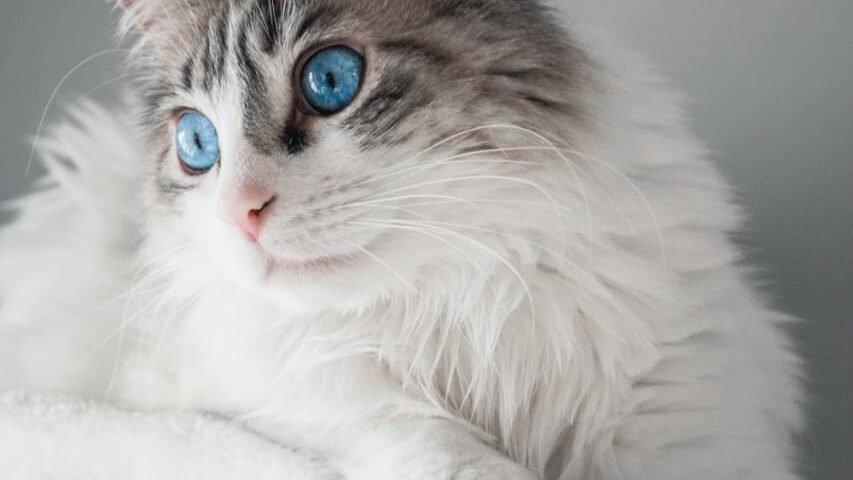 cute cat breeds