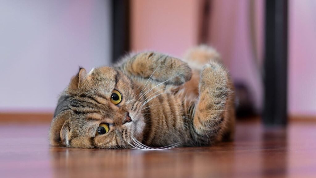top 4 grumpy face cat breed