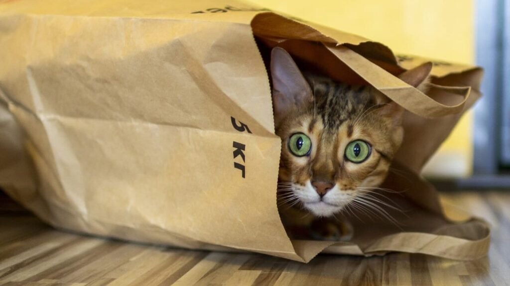 What cats have green eyes