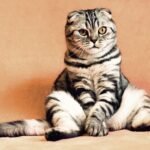 why do cats tail puff up when they die