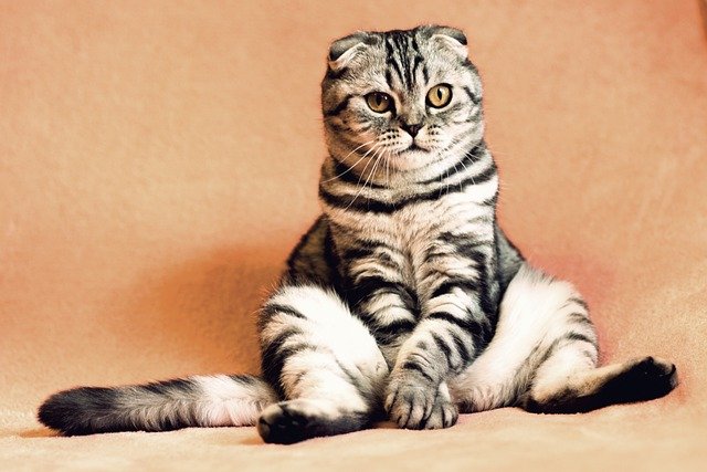 why do cats tail puff up when they die