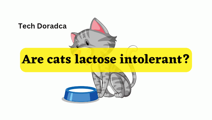 Are cats lactose intolerant