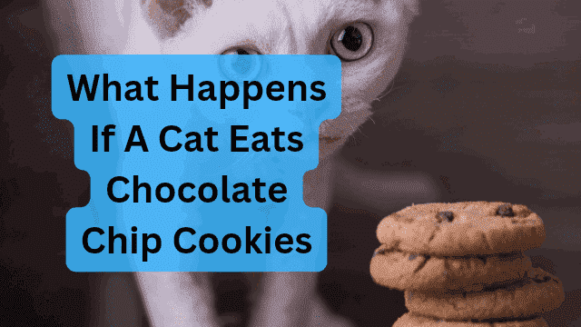 can cats eat cookies