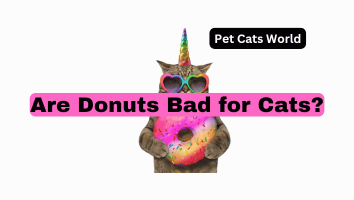 Are donuts bad for cats