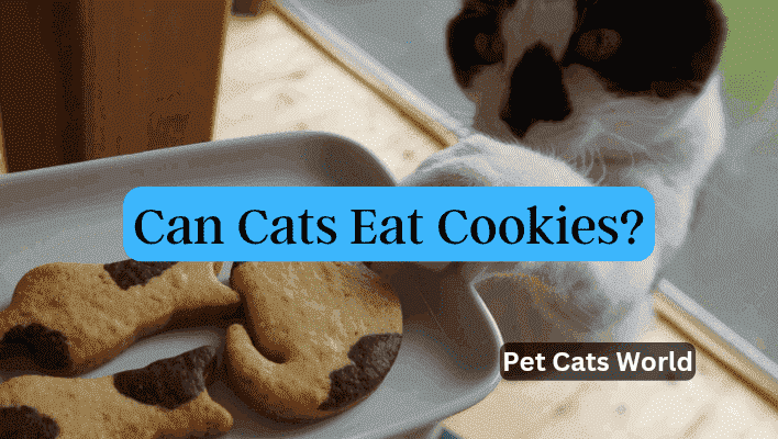 can cats eat cookies