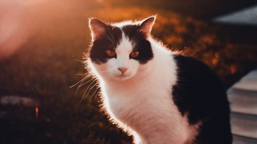 Can Cats Eat Oreos