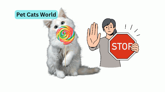 Can Cats Eat Sugar