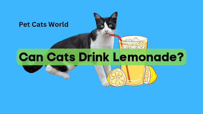 can cats drink lemonade