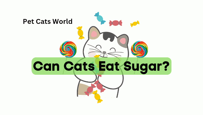 Can Cats Eat Sugar