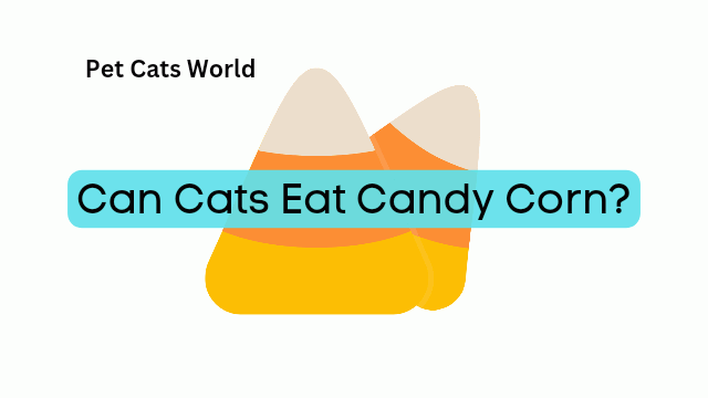 Can Cats Eat Candy corn