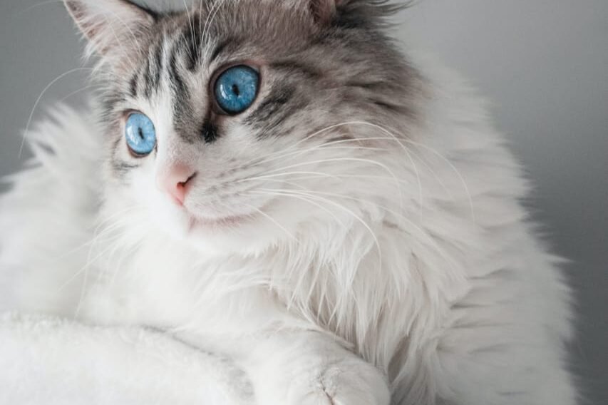 cute cat breeds