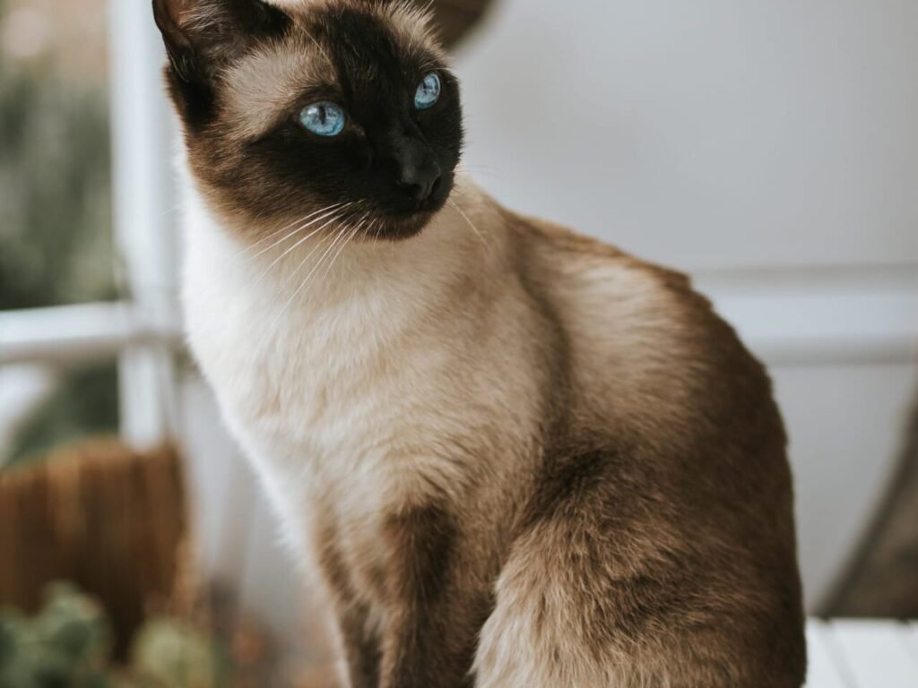 is patchouli oil safe for cats