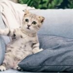 can cats eat starkist tuna