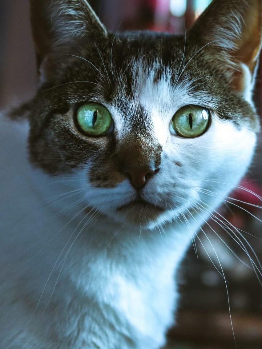 cat breeds with blue eyes
