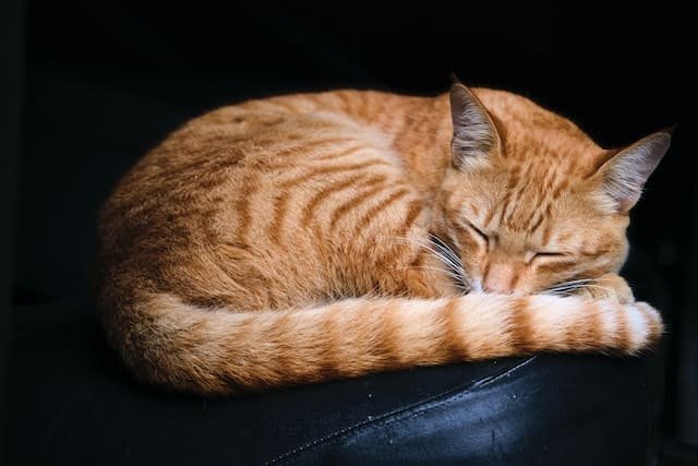 Cat Breeds With Slanted Eyes