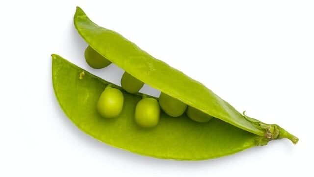 can cats eat peascan cats eat peas